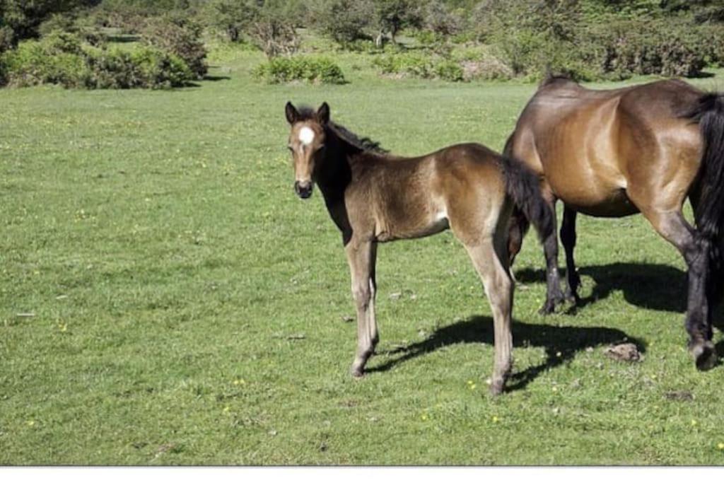 Beautiful 3 Bed Home In The Heart Of New Forest Hordle エクステリア 写真